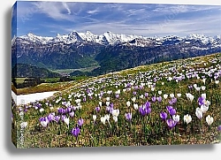 Постер Швейцария.  Весенние крокусы в альпах