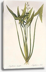 Постер Sagittaria sagittifolia L