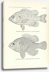Постер Chaenobryttus Gulosus (Cuvier & Valenciennes), Lepomis Symmetricus Forbes