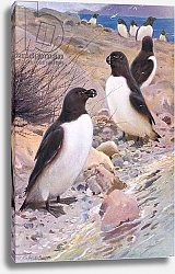 Постер Кунер Вильгельм Razorbill, from Wildlife of the World published by Frederick Warne & Co, c.1900