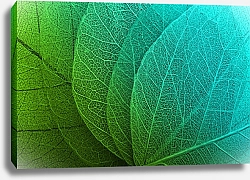 Постер Веер зелено-голубых прозрачных листьев