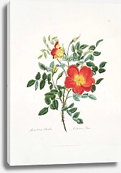 Постер Лоуренс Мэри Rosa lutea-bicolor