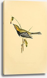 Постер Black-Throated Green Warbler