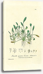 Постер Limosella aquatica. Common Mudwort 1
