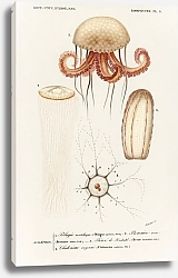Постер Различные виды медуз