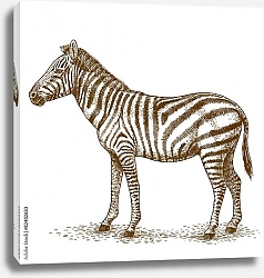 Постер Гравюра с зеброй