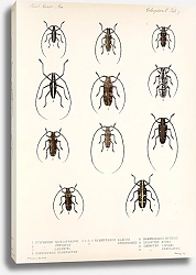 Постер Годман Фредерик Insecta Coleoptera Pl 213