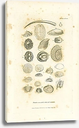 Постер Univalve non-spiral shells and Opercula