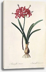 Постер Nerine sarniensis Herb 2