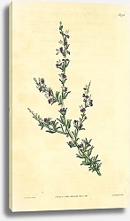 Постер Curtis Ботаника №48 1