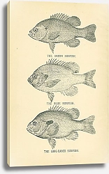 Постер The Green Sunfish, The Blue Sunfish, The Long-Eared Sunfish