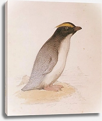 Постер Fiordland Penguin (immature)