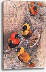 Постер Кунер Вильгельм Weaver Birds, illustration from'Wildlife of the World', c.1910