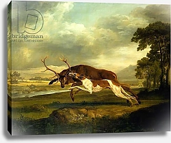 Постер Стаббс Джордж A Hound attacking a stag