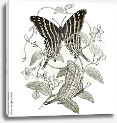 Постер Две бабочки в ветвях