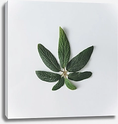Постер Зеленые сочные листья на сером фоне