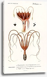 Постер Кальмар (Histioteuthis bonnellii) и Осьминог (Octopus vulgaris)