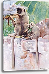 Постер Кунер Вильгельм Hanuman Monkey, from Wildlife of the World published by Frederick Warne & Co, c.1900