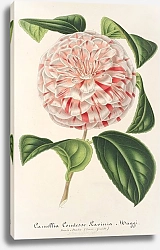 Постер Лемер Шарль Camellia Comtesse Lavinia Maggi