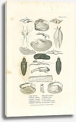 Постер Mya truncata, Lutraria elliptica, Anatina hispidula, Glycimeris siliqua, Panopaea Aldrovandi