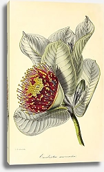 Постер Eucalyptus Macrocarpa