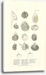 Постер Ostrea crista_gallii, Avicula heteroptera, Lima glacialis, Plicaluta cristata, Pecten gibbosus