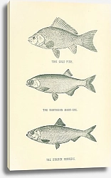 Постер The Gold Fish, The Northern Moon-Eye, The Branch Herring