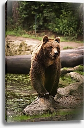 Постер Бурый медведь на камне