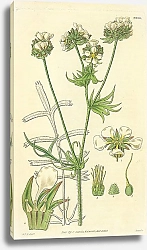 Постер Curtis Ботаника №66 1