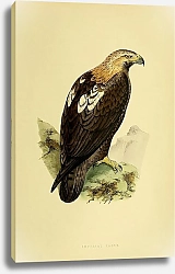 Постер Imperial Eagle