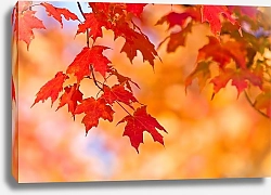 Постер Кленовые листья