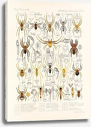 Постер Годман Фредерик Arachnida Araneidea Pl 19