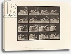 Постер Муйбридж Идвеард Plate 684. Fallow Deer; A, Buck and Doe; B, Two Does; Trotting, 1885
