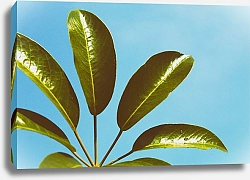 Постер Пальмовый лист на фоне неба