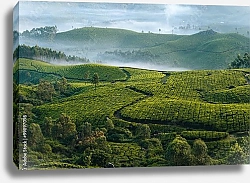 Постер Индия. Чайная плантация Munnar, Kerala