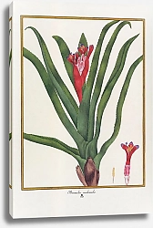 Постер Bromelia nudicaulis