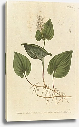 Постер Convallaria Bifolia. Least Solomon's Seal