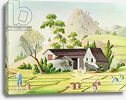 Постер Школа: Китайская Peasants in the Paddy Fields