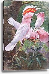 Постер Кунер Вильгельм Leadbeater's Cockatoo, illustration from'Wildlife of the World', c.1910