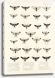 Постер Годман Фредерик Insecta Lepidoptera-Heterocera Pl 007