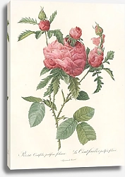 Постер Редюти Пьер Rosa Centifolia Prolifera Foliacea