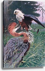 Постер Кунер Вильгельм Giant Heron and Sea Eagle, illustration from'Wildlife of the World', c.1910