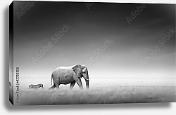 Постер Слон и зебра в ч/б