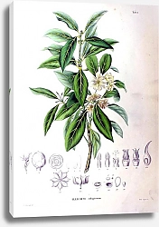Постер Флора Японии №1