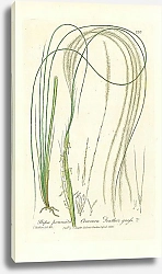 Постер Stipa pennata. Common Feather grass 1