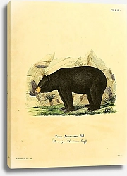 Постер Медведь Ursus niger Americanus