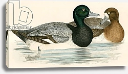 Постер Моррис (акв, птицы) Scaup Duck