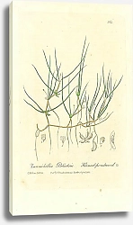 Постер Zannichellia Palustris. Horned-pondweed 1
