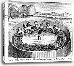 Постер Школа: Немецкая 18в. The Manner of Thrashing of Corn at the Cape, illustration 1731