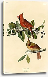 Постер Cardinal Grosbeak